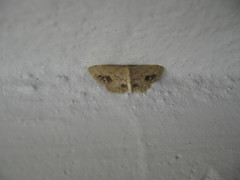 Idaea chotaria