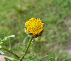 Hymenoxys anthemoides