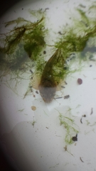 Cottus perifretum