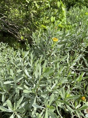 Borrichia frutescens image