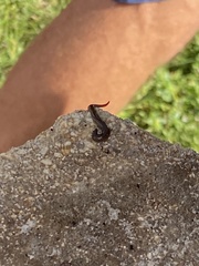 Kontikia ventrolineata