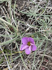 Oxalis laciniata