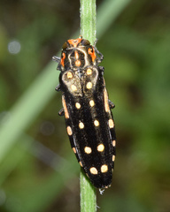 Agrilus grandis
