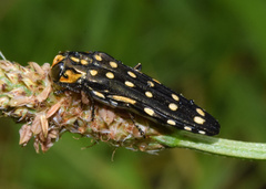 Agrilus grandis