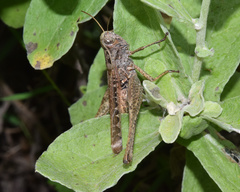Eyprepocnemidinae