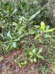 Myrsine cubana