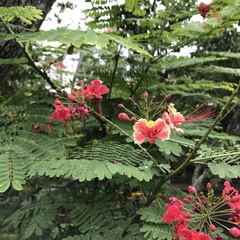 Caesalpinia pulcherrima