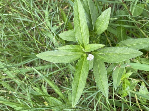 Eclipta prostrata image