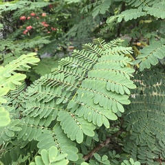 Caesalpinia pulcherrima