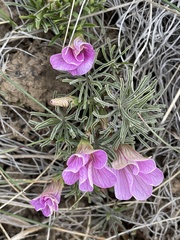 Oxalis laciniata