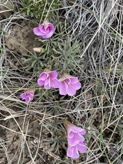 Oxalis laciniata
