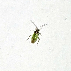 Cyrtorhinus lividipennis