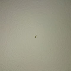 Cyrtorhinus lividipennis