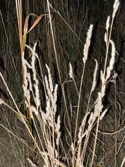 Dactylis glomerata