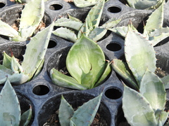 Agave durangensis