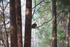 Sciurus vulgaris