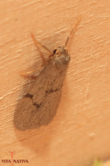 Apaidia mesogona