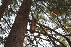 Sciurus vulgaris