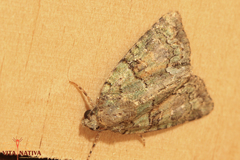 Cryphia pallida