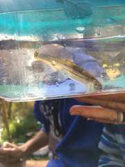 Notropis leuciodus