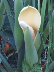 Thaumatophyllum undulatum