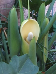 Thaumatophyllum undulatum