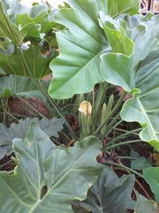 Thaumatophyllum undulatum