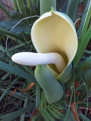 Thaumatophyllum undulatum