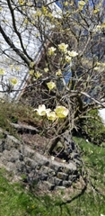 Cornus florida
