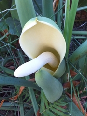 Thaumatophyllum undulatum