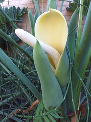 Thaumatophyllum undulatum