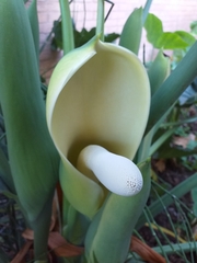 Thaumatophyllum undulatum