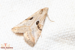 Zebeeba falsalis