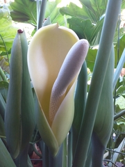 Thaumatophyllum undulatum