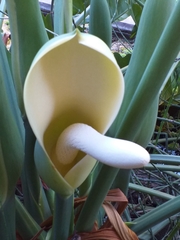 Thaumatophyllum undulatum