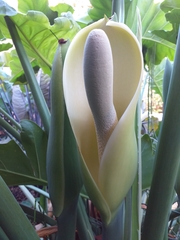 Thaumatophyllum undulatum