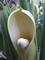 Thaumatophyllum undulatum