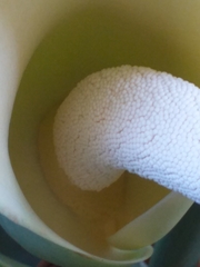 Thaumatophyllum undulatum