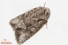 Dryobotodes monochroma