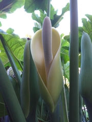 Thaumatophyllum undulatum