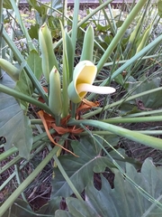 Thaumatophyllum undulatum