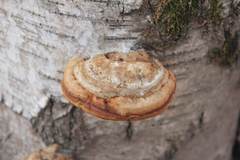 Fomes fomentarius