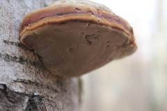 Fomes fomentarius