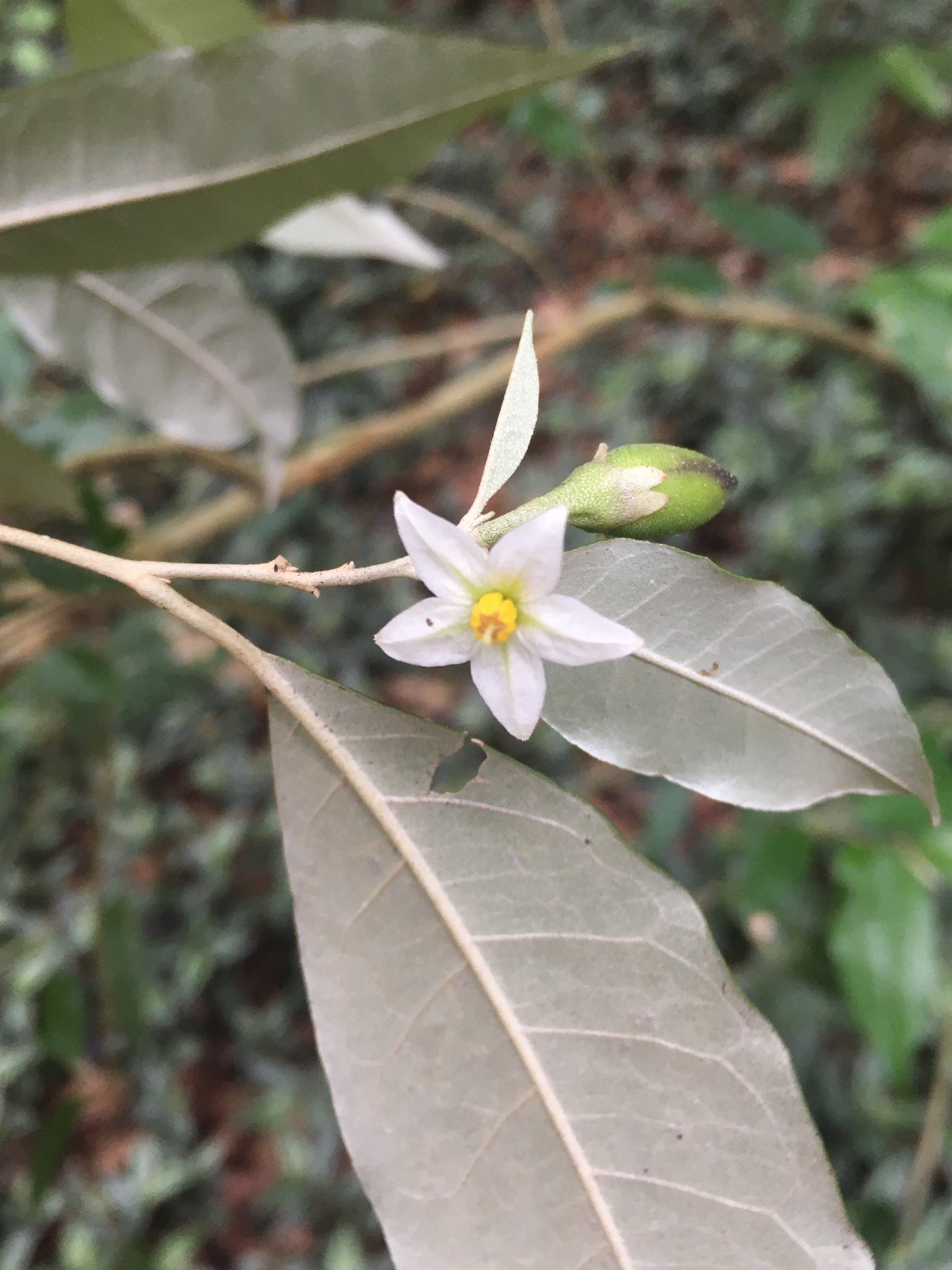 Solanum argenteum