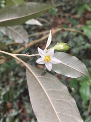 Solanum argentinum