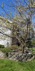 Cornus florida