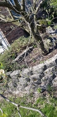 Cornus florida