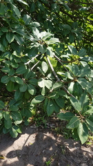 Ficus trichopoda