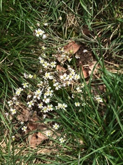 Draba verna