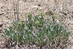 Oreocarya flavoculata